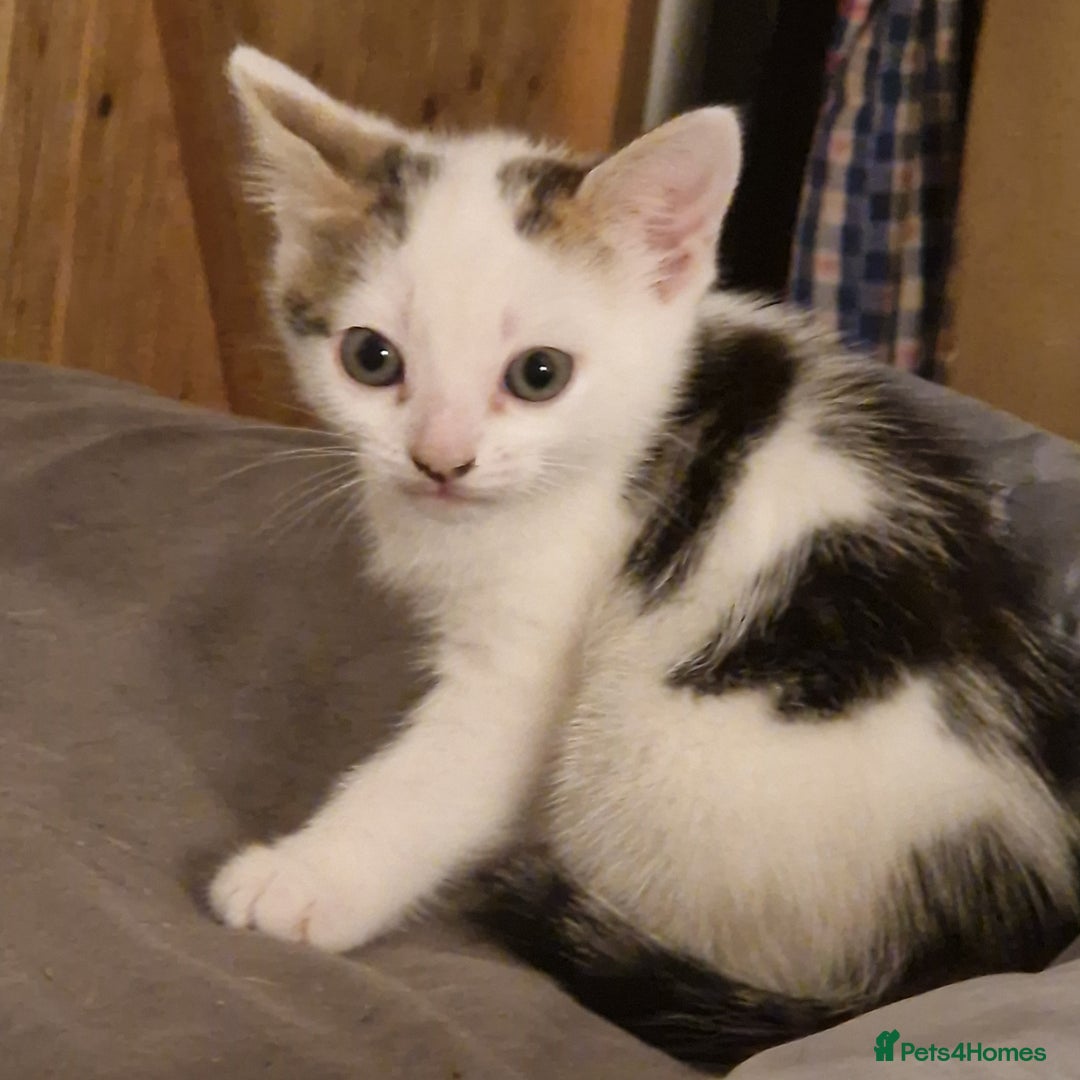 Mixed Breed cats for sale: 2 Tabbie beauties - Image 3