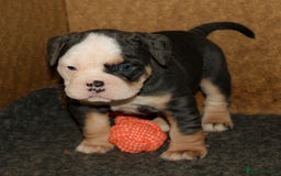Olde English Bulldogge dogs for sale: Olde English Bulldog puppies - Image 33