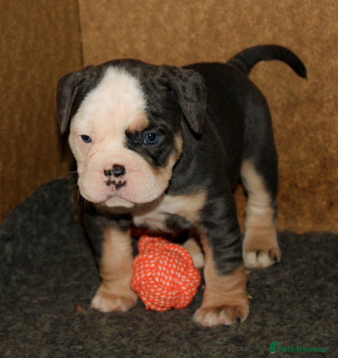 Olde English Bulldogge dogs for sale: Olde English Bulldog puppies - Image 33