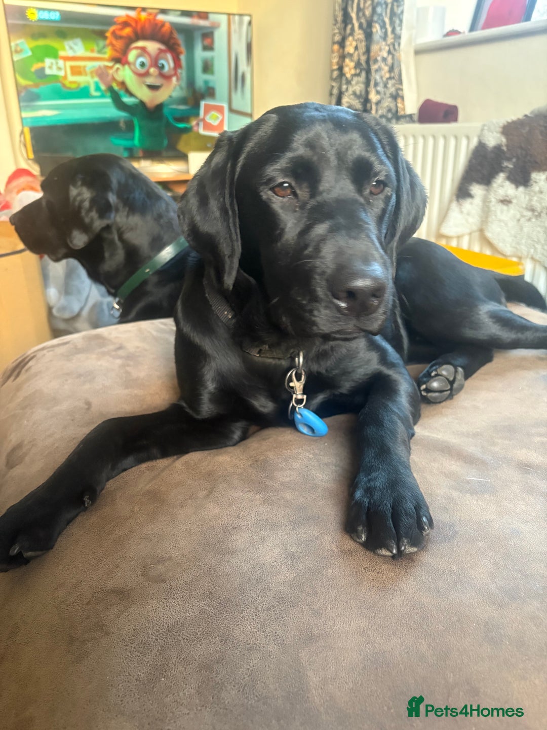 Labrador Retriever dogs for sale: Beautiful 7 month old Labrador  - Advert 3