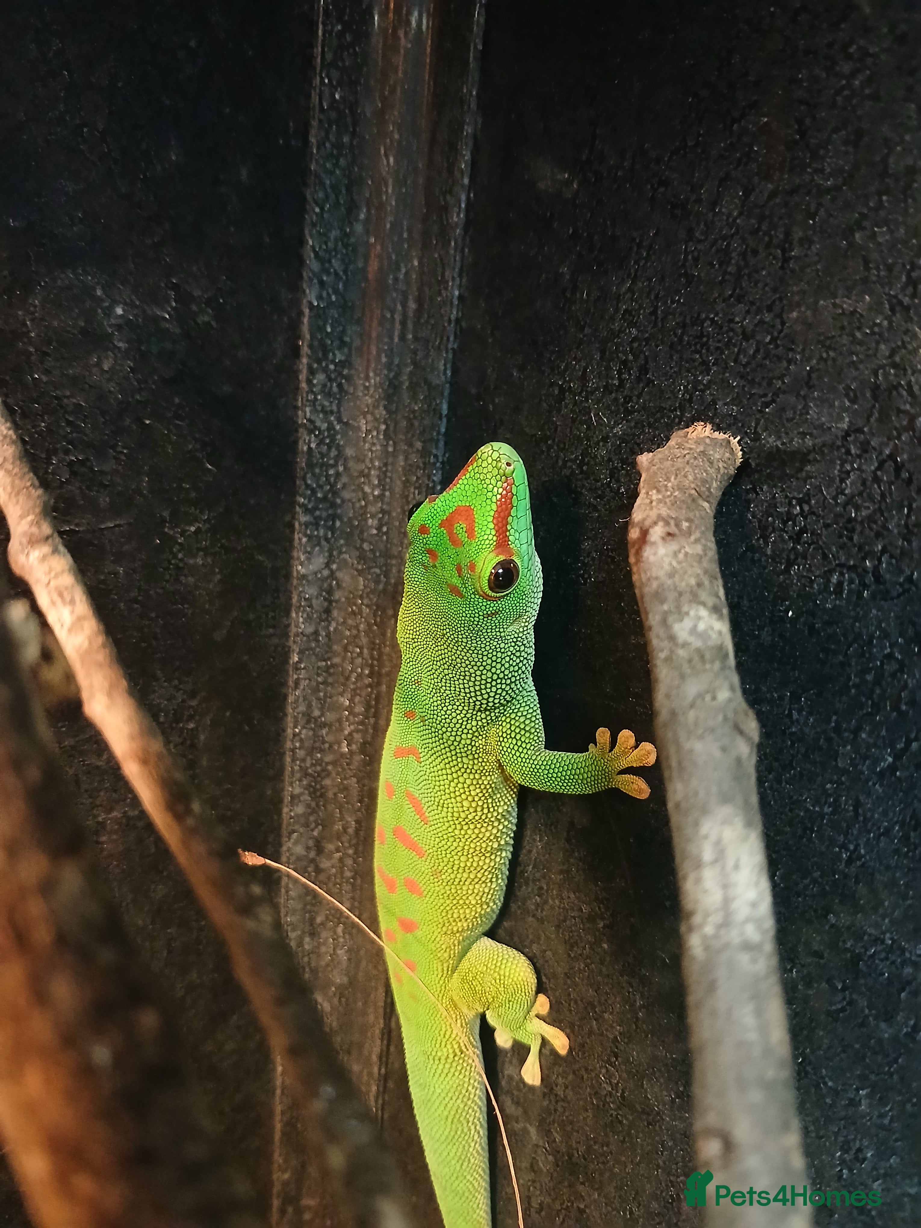 Gecko reptiles Madagascar giant day gecko.  - Advert 18
