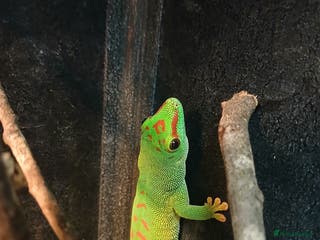 Gecko reptiles Madagascar giant day gecko. - Advert 18