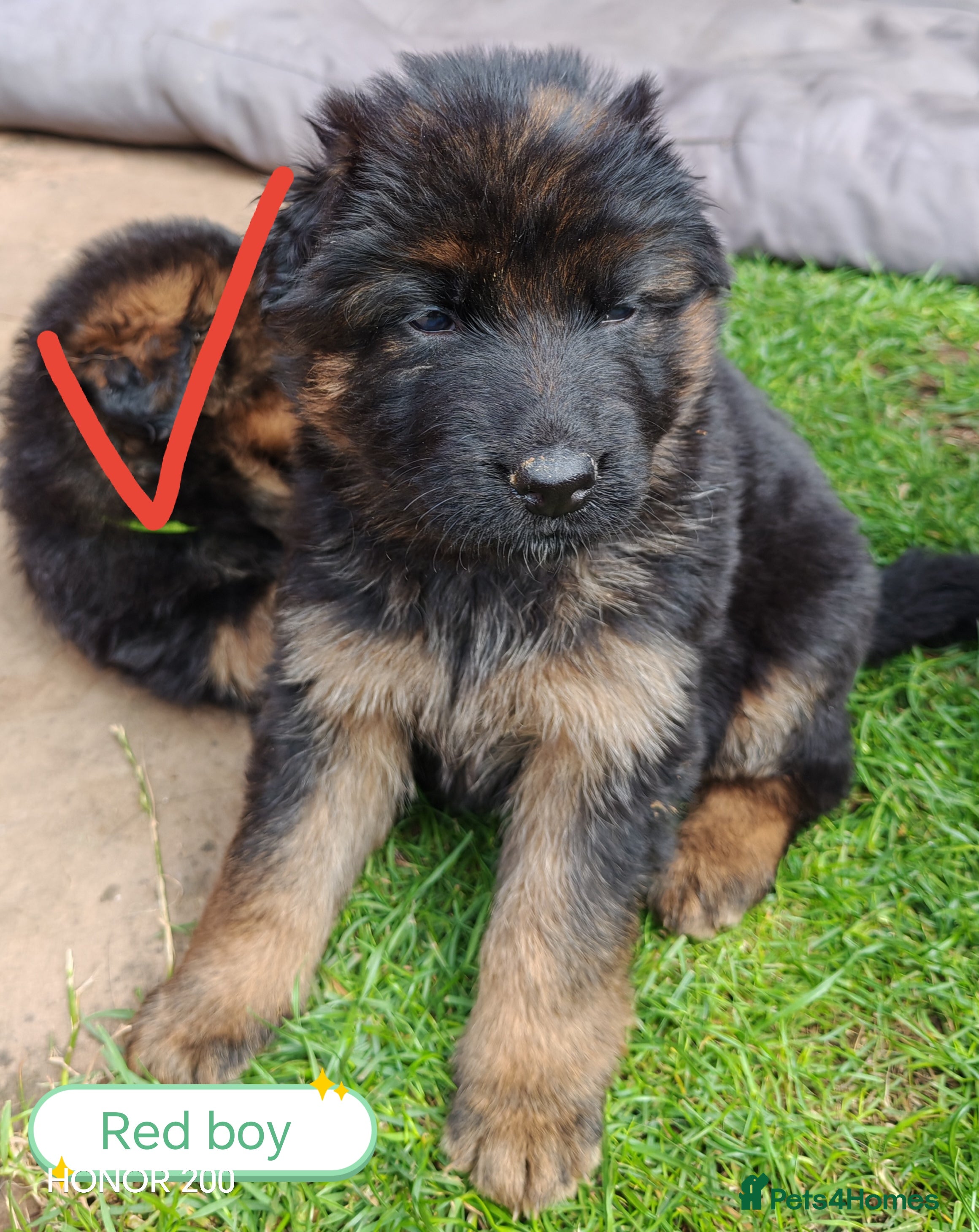 German Shepherd dogs Long-Coated German Shepherd Puppies  - Advert 2