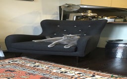 British Shorthair cats for sale: Beautiful Adult British Shorthair Male - Image 12