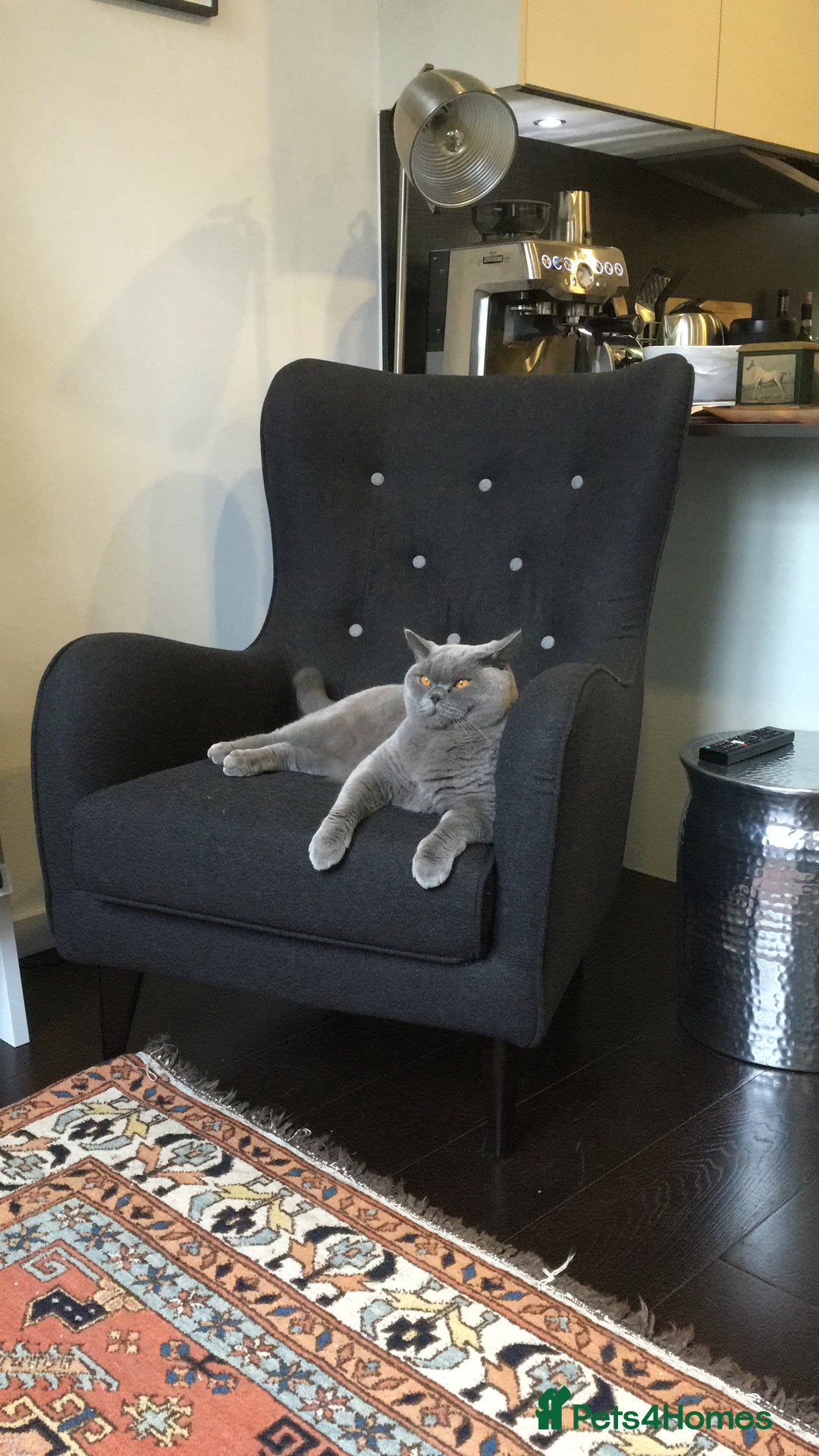 British Shorthair cats for sale: Beautiful Adult British Shorthair Male - Image 12