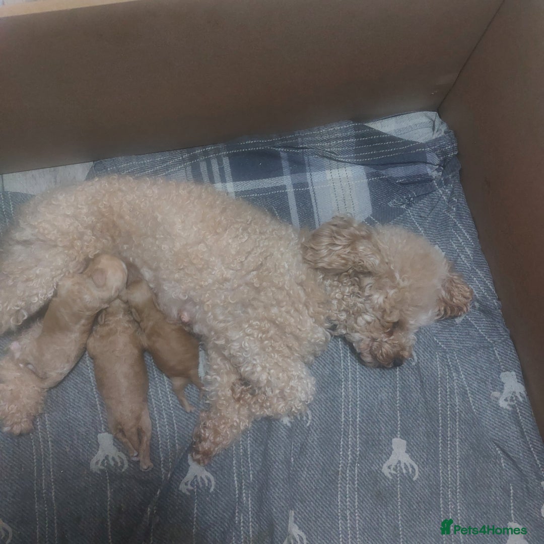 Miniature Poodle dogs for sale: MINIATURE POODLES - Image 12