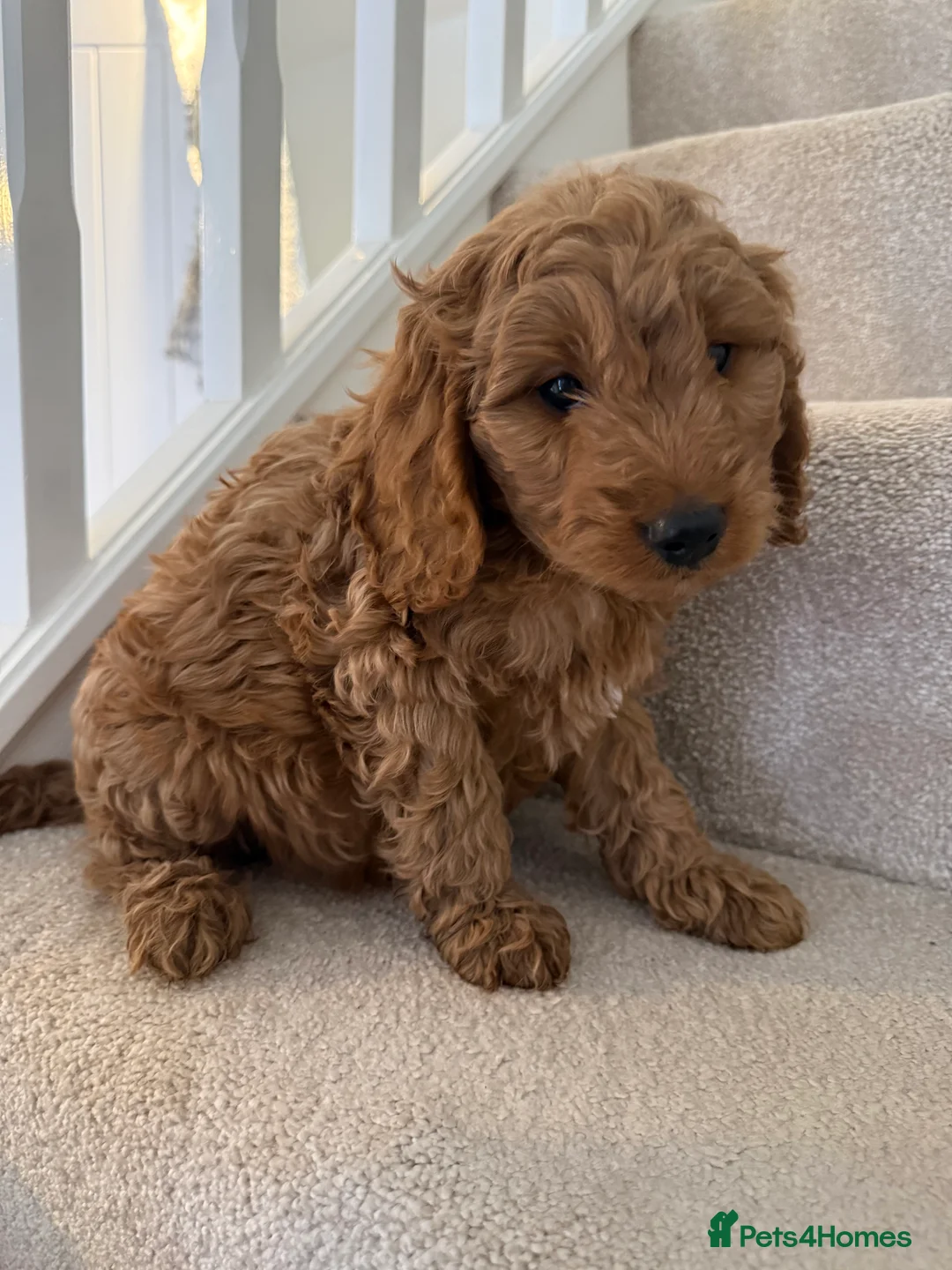 Cockapoo dogs for sale: READY TO GO! LAST BOY F1 Cockapoo puppies - Advert 2