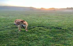 Border Collie dogs for sale: Cooper & Peach  - Image 7
