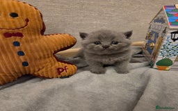 British Shorthair cats for sale: 🐾 Beautiful 7 British Shorthair Kittens 🐾  - Advert 7