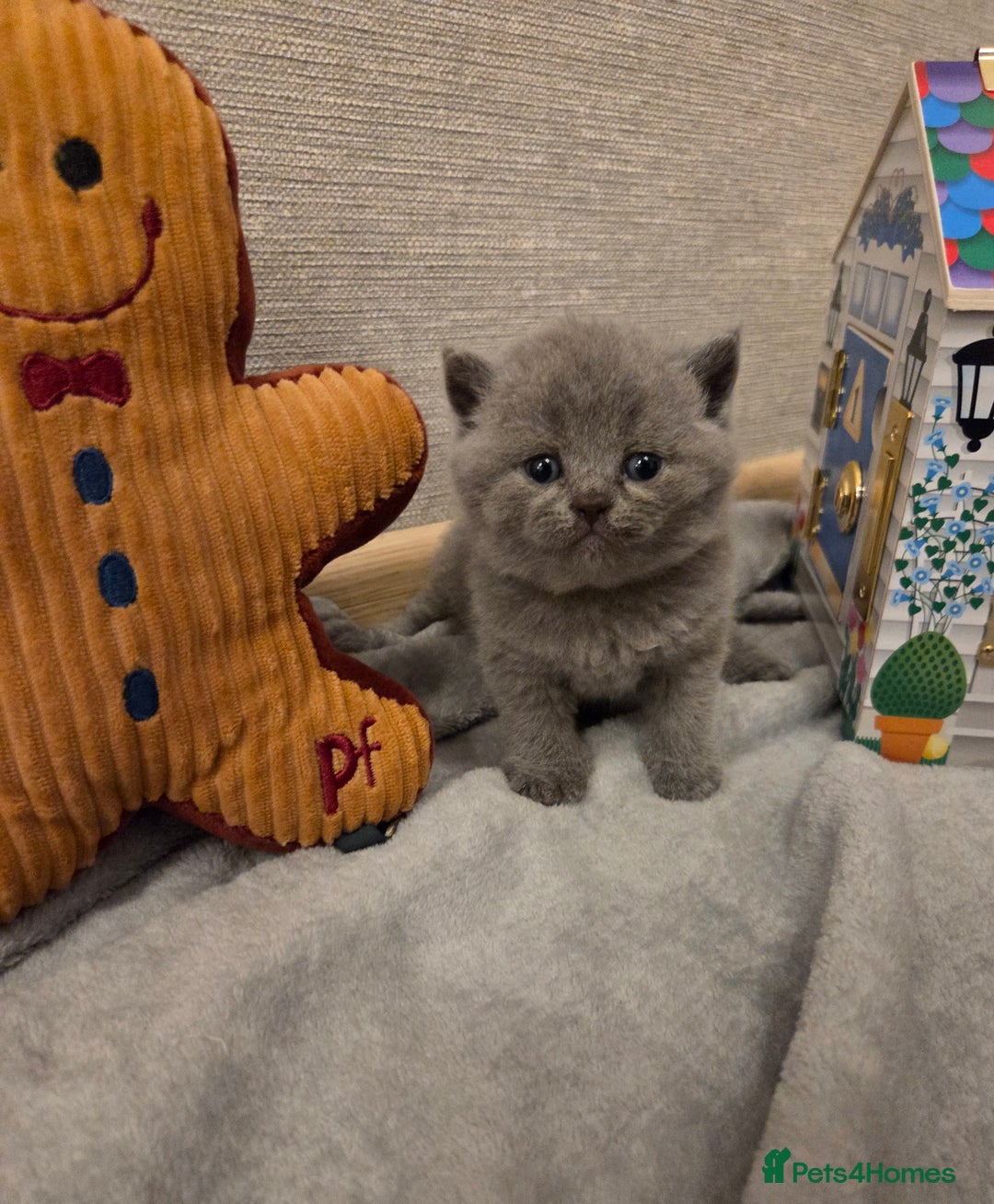 British Shorthair cats for sale: 🐾 Beautiful 7 British Shorthair Kittens 🐾  - Advert 7