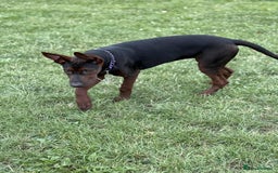 Mixed Breed dogs for sale: Laizhou Hong (Chinese red dog) puppies  in Rotherham - Image 19
