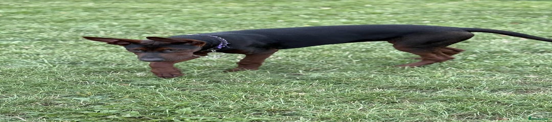 Purple collar 