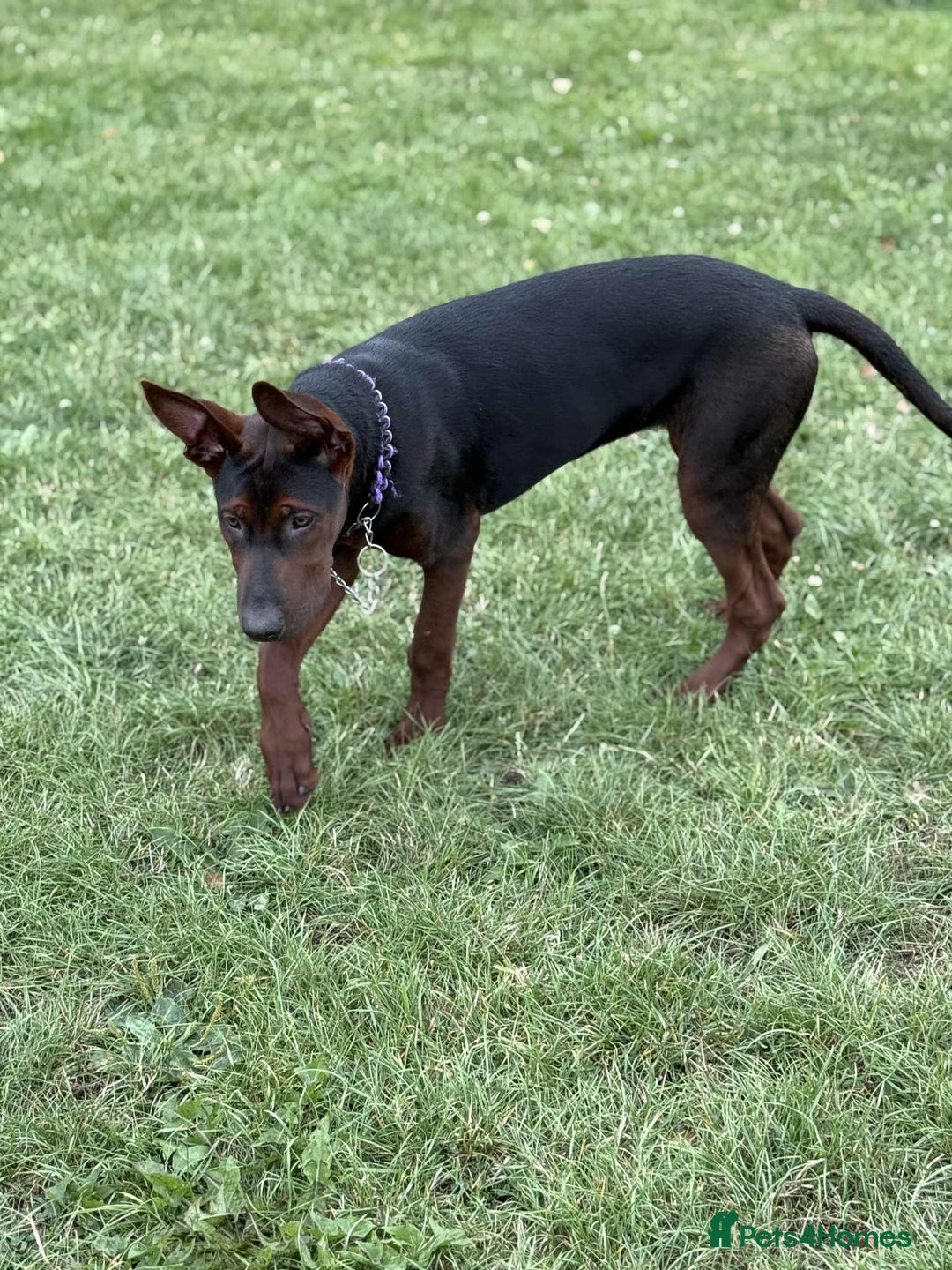 Mixed Breed dogs for sale: Laizhou Hong (Chinese red dog) puppies  in Rotherham - Image 19