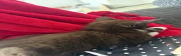 Mixed Breed cats for sale: Beautiful Black/Dark Brown Tabby Girl - Advert 13