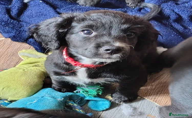 Mixed Breed dogs in Hereford - Advert 1