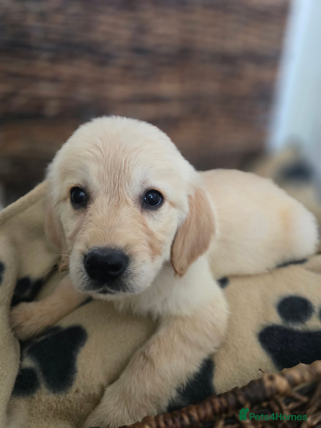 Golden Retriever dogs for sale: Beautiful Golden Retrievers READY TO GO!  - Image 12