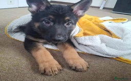 German Shepherd dogs for sale: BEAUTIFUL GERMAN SHEPHERD PUPS READY NOW - Image 27