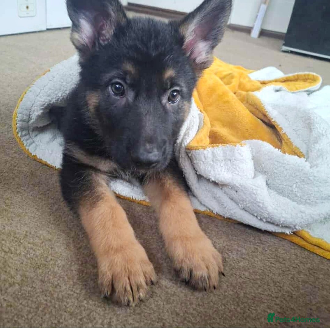 German Shepherd dogs for sale: BEAUTIFUL GERMAN SHEPHERD PUPS READY NOW - Image 27