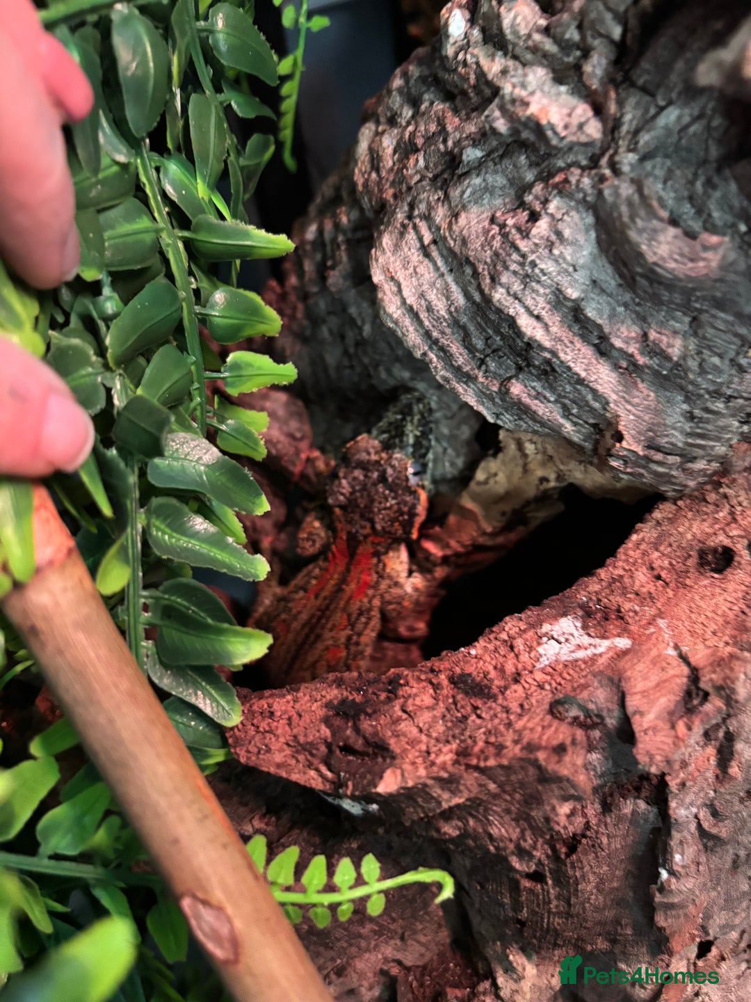 Gecko reptiles for sale: 3 proven breeders gargoyles  - Image 3