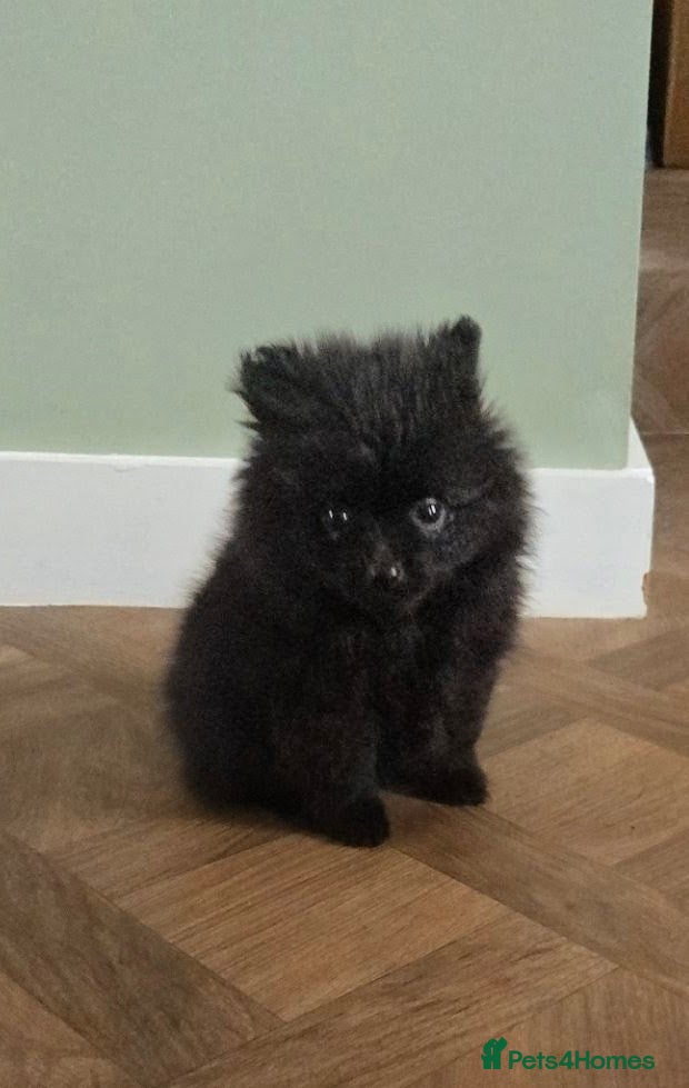 Pomeranian dogs Beautiful teddy pomeranian purebred  puppies  - Advert 12