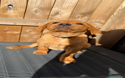 Labrador Retriever dogs for sale: READY NOW KC registered fox red Labrdor retriever  - Image 7