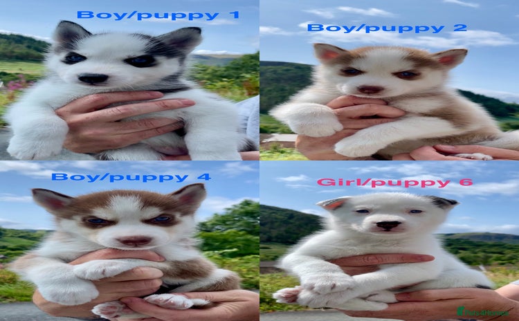 Siberian Husky dogs - Advert 10