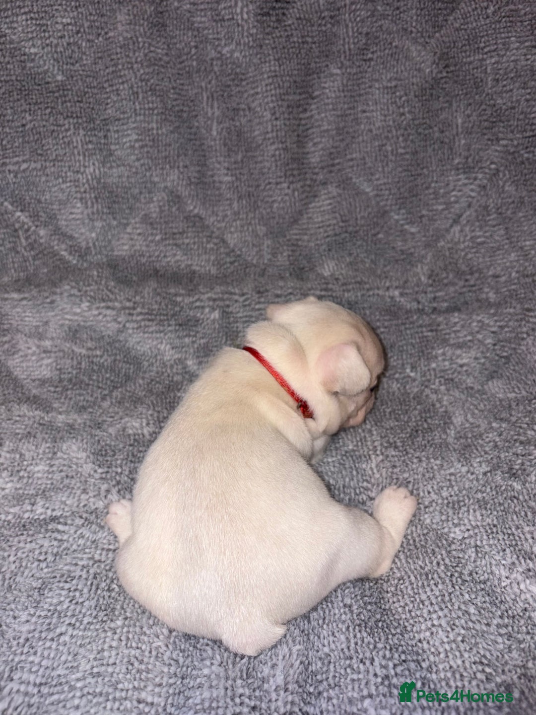 French Bulldog dogs for sale: 🐾French bulldog puppies🐾 ready end of jan - Advert 11