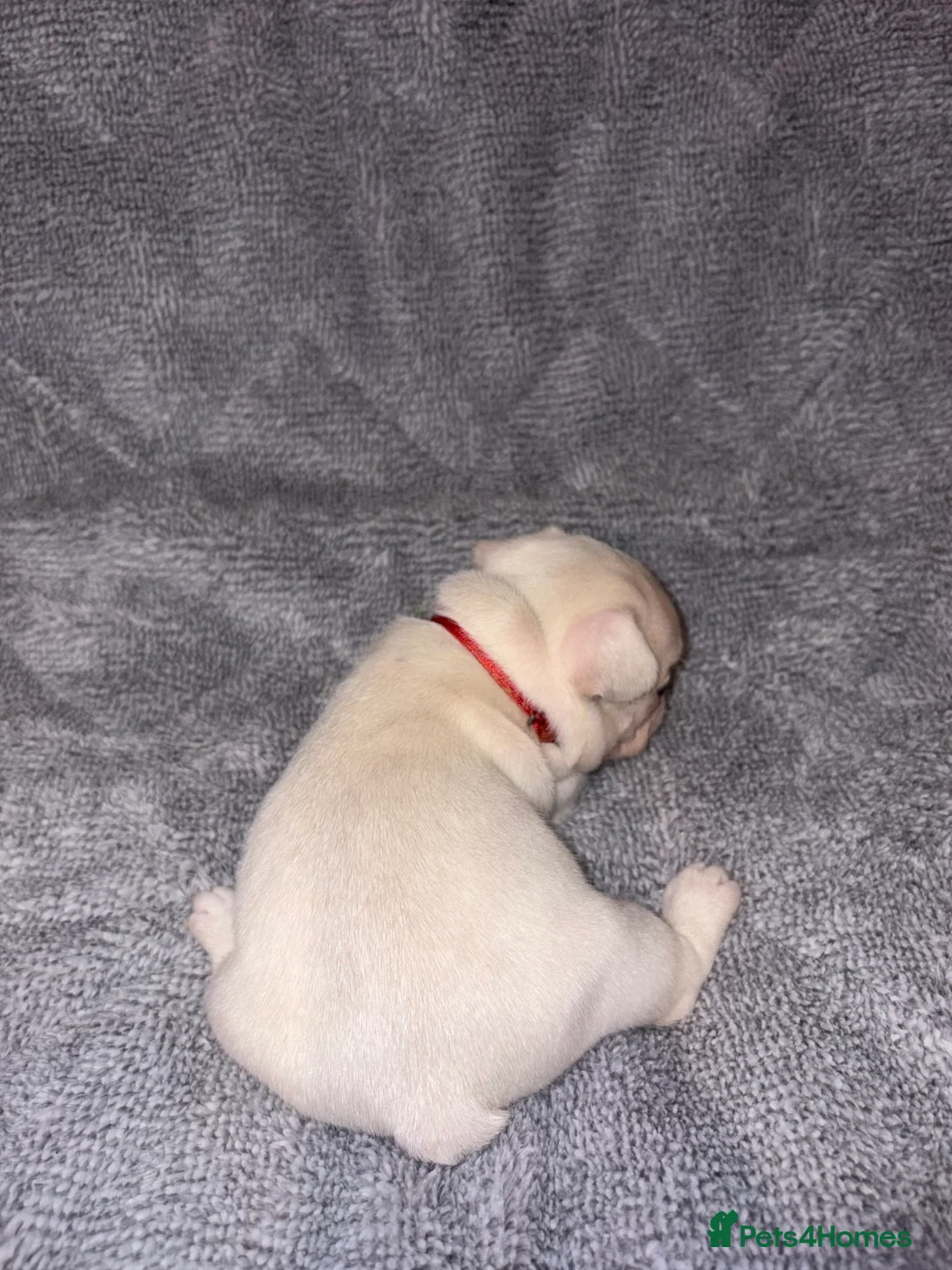 French Bulldog dogs for sale: 🐾French bulldog puppies🐾 ready end of jan - Advert 11