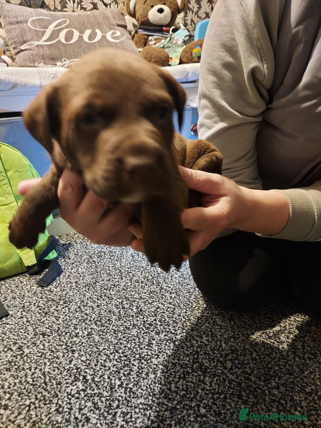 Mixed Breed dogs for sale: Mixed labrador  - Advert 18