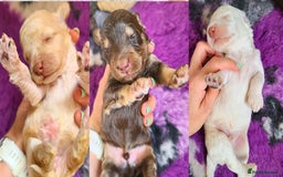 Cockapoo dogs for sale: F1b Cockapoos. Boys & Girls. DNA HEALTH TESTED - Image 3