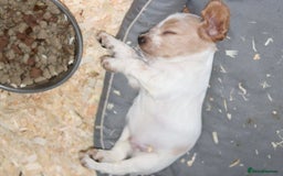 Cocker Spaniel dogs for sale: Working cocker spaniel  - Advert 5