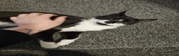 Mixed Breed cats for sale: £25 - Beautiful Cat, Lovely Temperment - Advert 5
