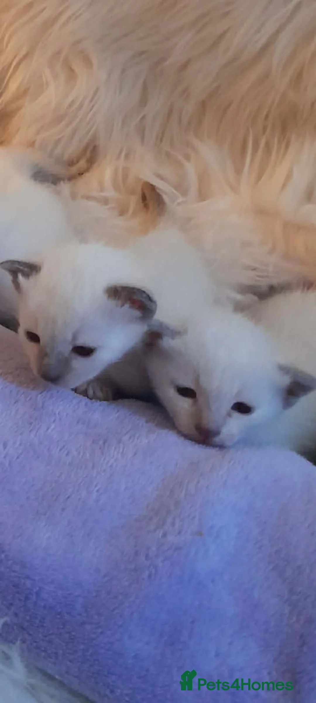 Siamese cats for sale: Siamese kittens traditional  ready now  in Mansfield - Advert 12