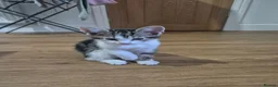 Mixed Breed cats for sale: Kittens for sale - Advert 7