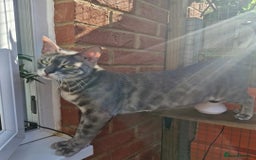 Bengal cats for sale: Pedigree Health Tested TICA Bengal Kittens - Image 28