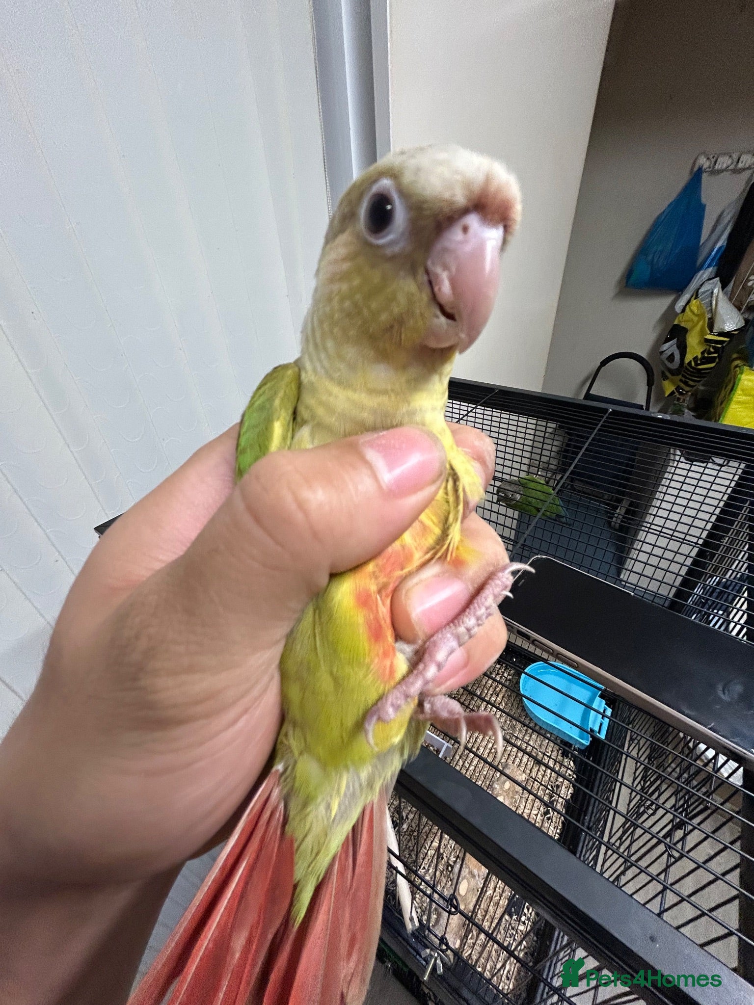 Conures birds 🦜pineapple-cheek Conures🦜 Cockatiels 🦜 - Advert 8