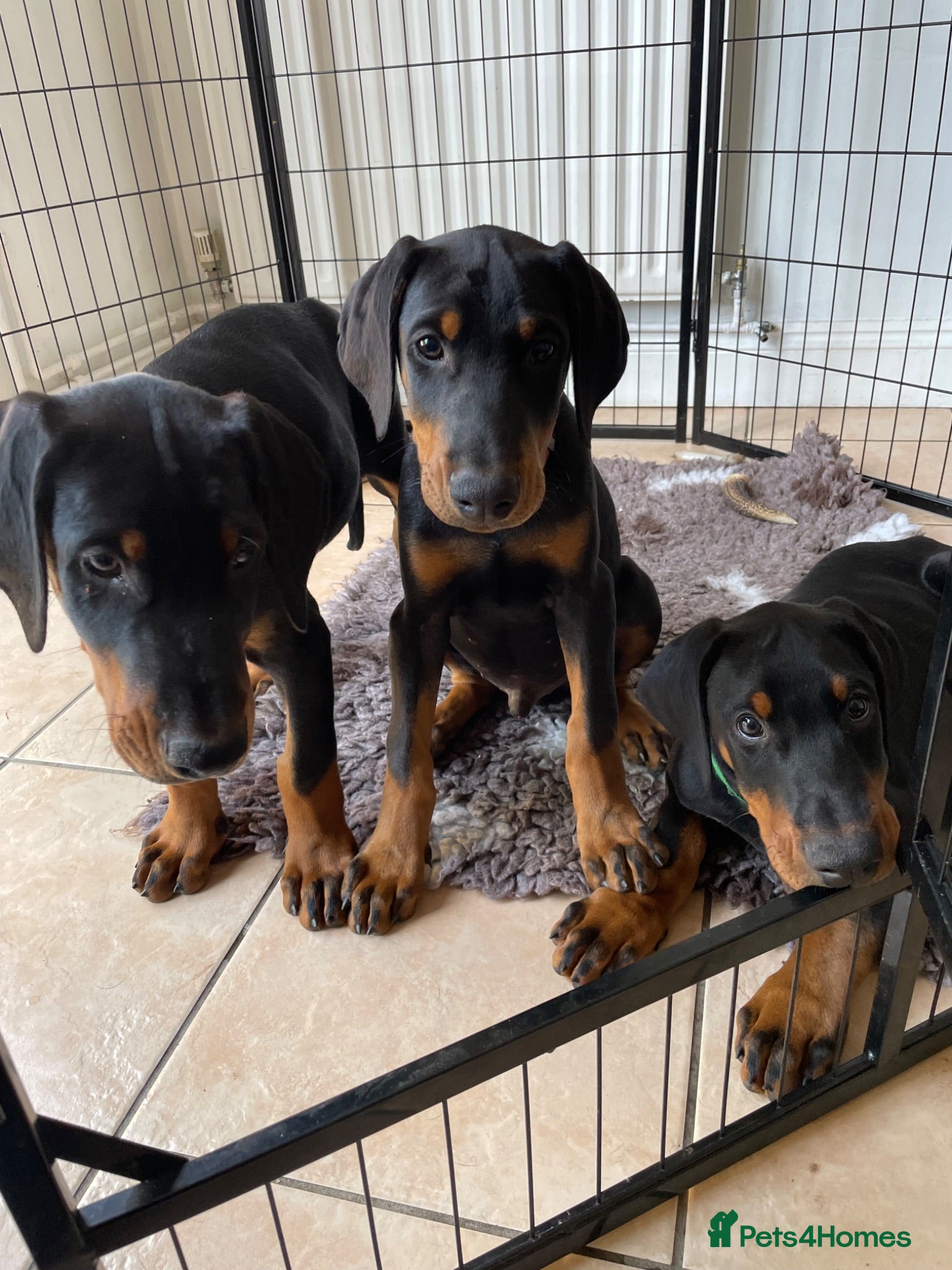 Dobermann dogs REDUCED TO £1750 3 boys left! 9 Doberman Puppies - Advert 9