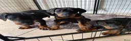 Dobermann dogs for sale: REDUCED TO £1200 1 boy left! 9 Doberman Puppies - Advert 1