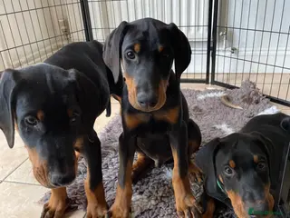 Dobermann dogs REDUCED TO £1750 3 boys left! 9 Doberman Puppies - Advert 9
