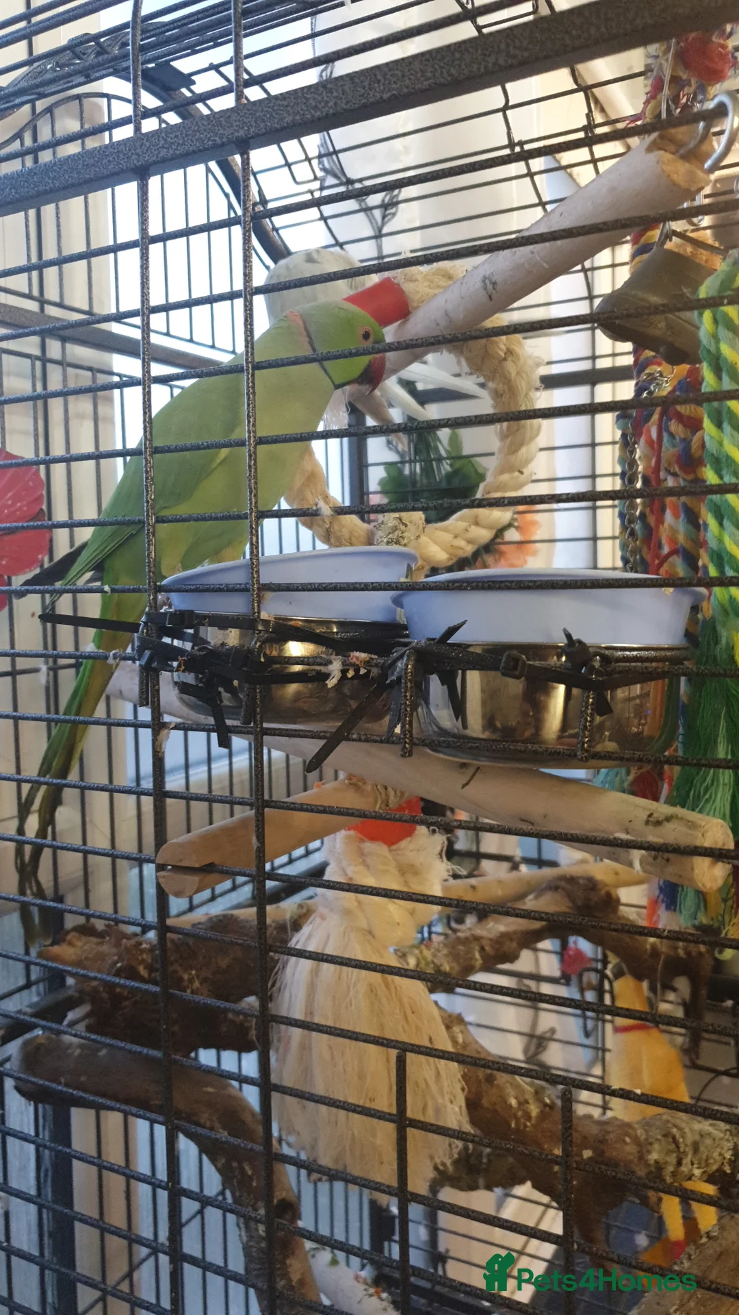 Parakeets birds for sale: Parakeets for sale  - Advert 3