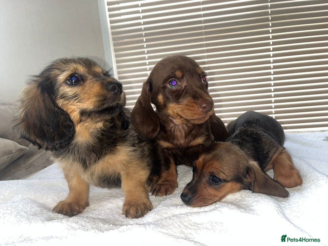 Dachshund dogs for sale: Dachshund puppies - Image 3