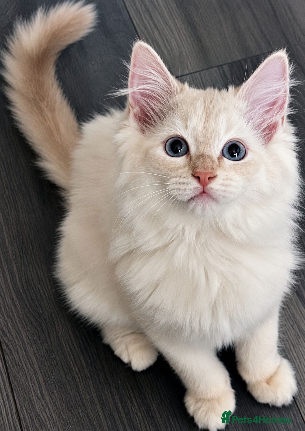 Ragdoll cats 1 Rare Cream Point Ragdoll Kitten Available - Advert 16