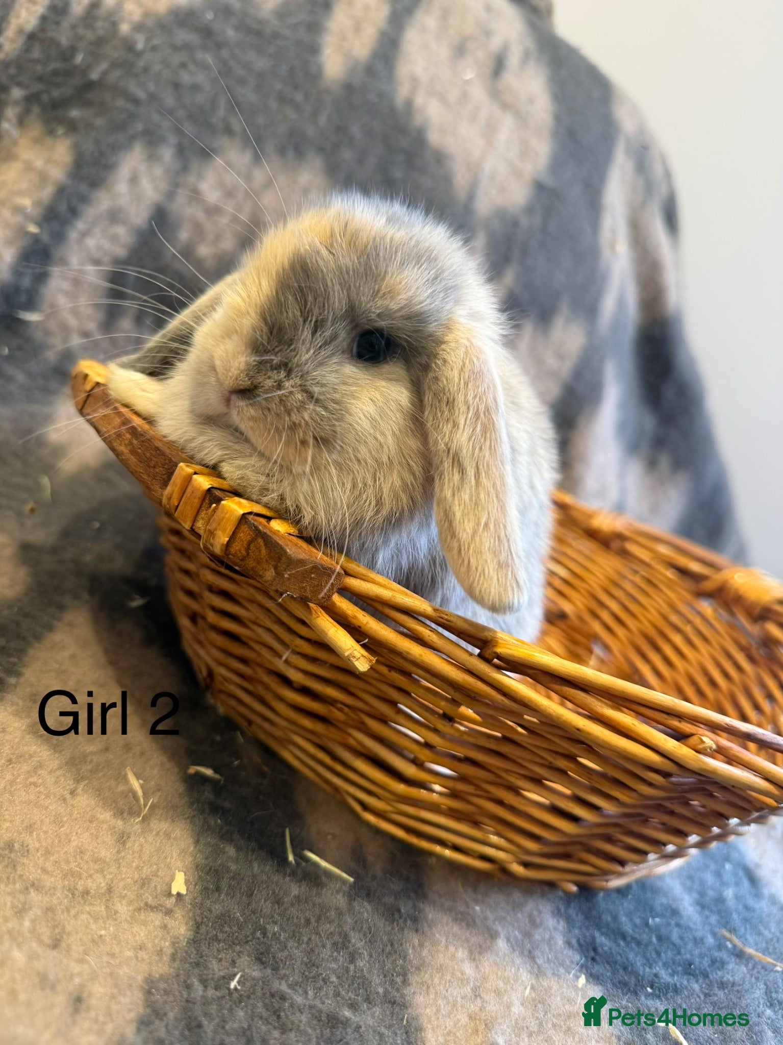 Mini Lop rabbits Stunning Litter Of Mini Lops  - Advert 1