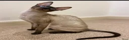 Cornish Rex cats for sale: Stunning male Cornish Rex.  - Advert 4