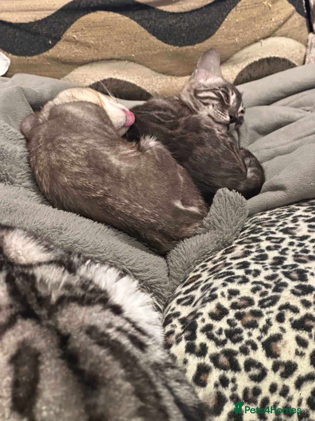 Bengal cats for sale: Well socialised kittens & retired breeding females - Advert 16