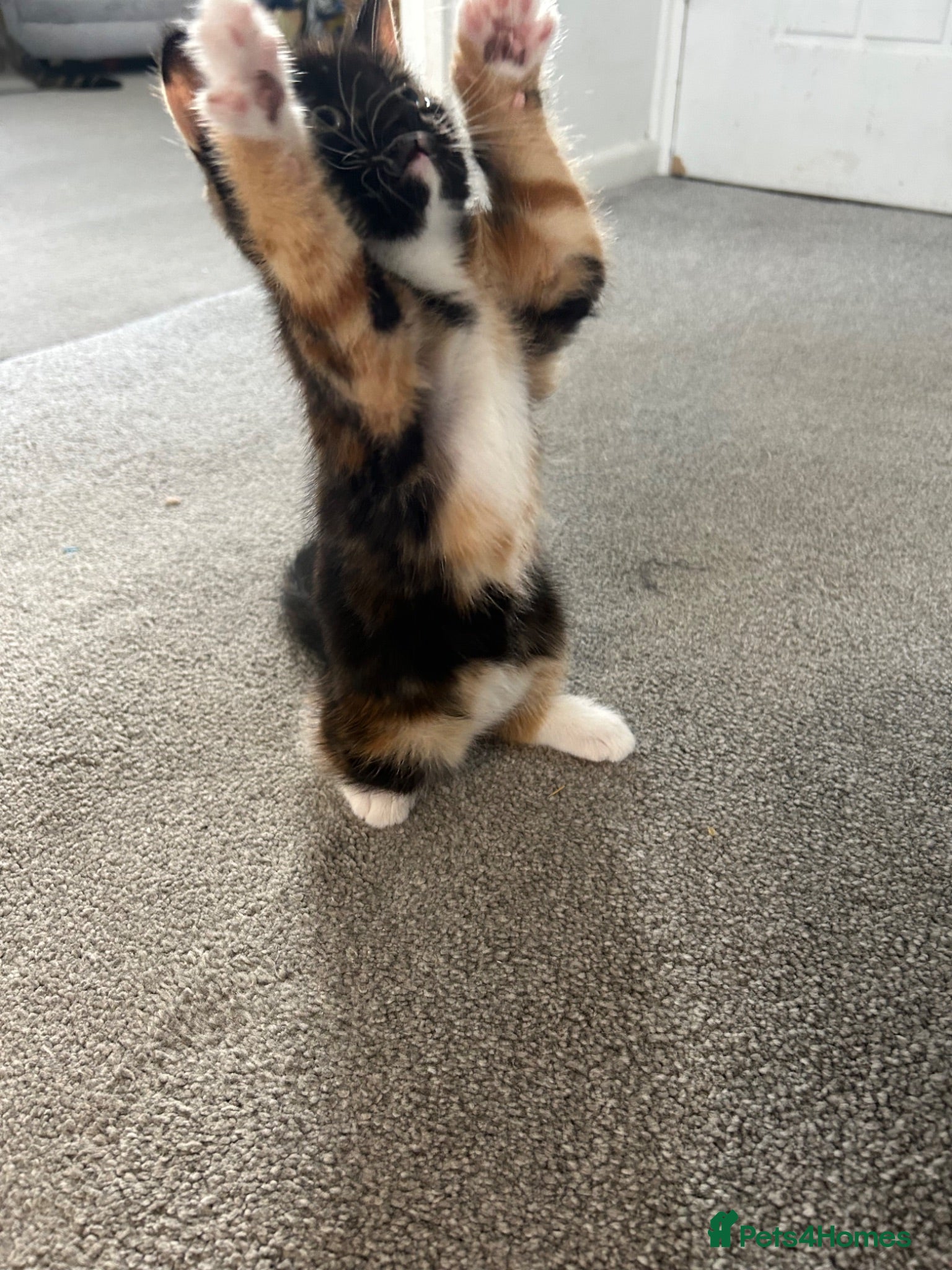 Mixed Breed cats British short hair Cross READY FRIDAY - Advert 2