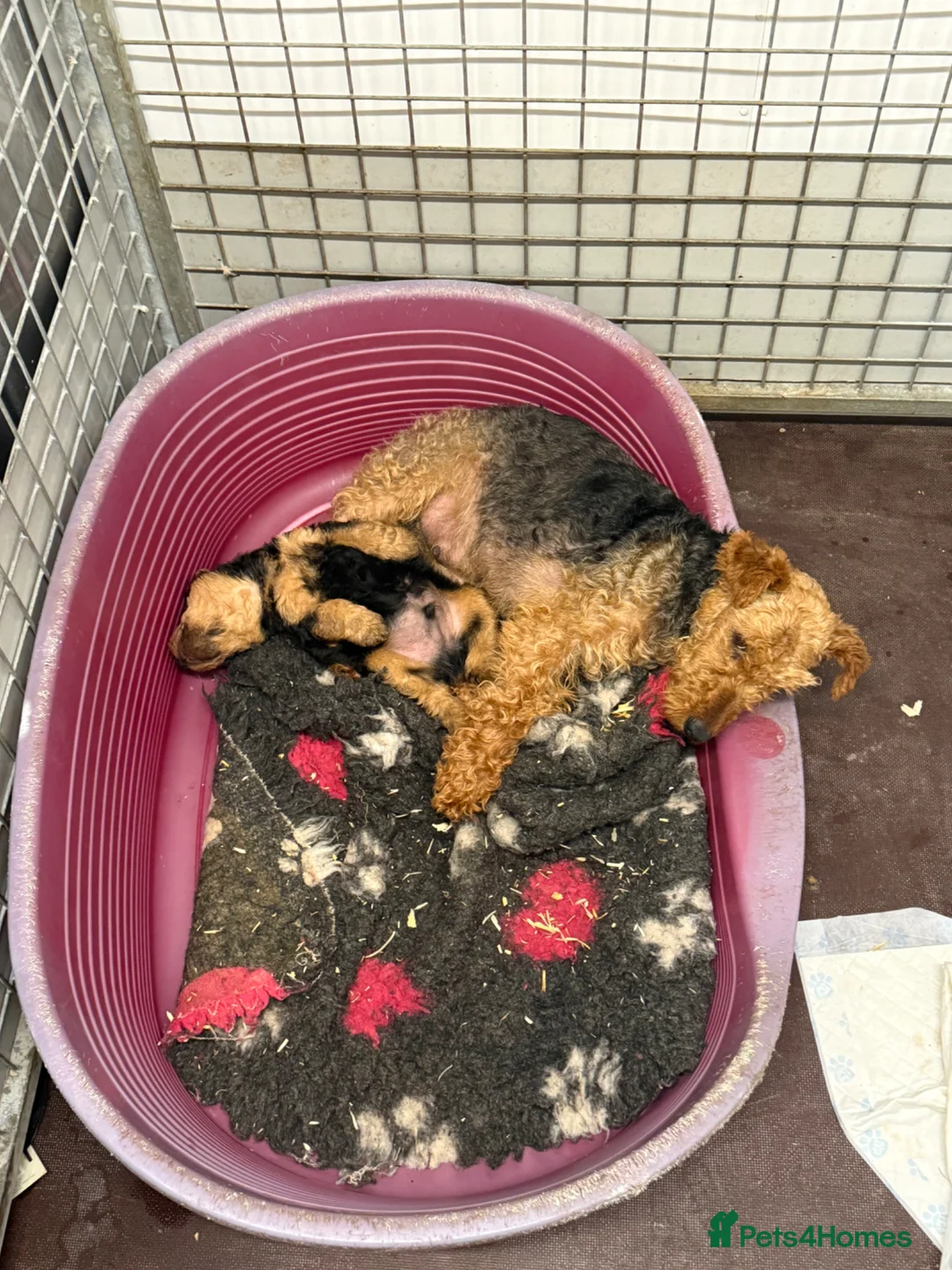 Welsh Terrier dogs for sale: Adorable Welsh terrier puppy  - Advert 9