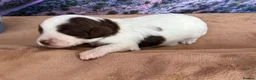 Sproodle dogs for sale: ✨RARE TRICOLOUR TUXEDO MERLE SPROODLES🐾❤️✨ TESTED - Advert 4