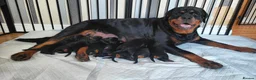 Rottweiler dogs for sale: Rottweiler puppies in Caersws - Advert 1