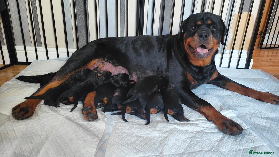 Rottweiler dogs for sale: Rottweiler puppies in Caersws - Advert 1